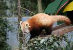 Red Panda in the Asian Swamp of the Curraghs Wildlife Park