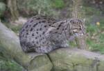 Fishing Cat in the Asian Swamp of the Curraghs Wildlife Park