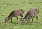 Sika and Muntjac Deer in the Asian Swamp at the Curraghs Wildlife Park