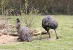 Emu in the Australian Outback at the Curraghs Wildlife Park