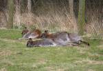 Red-necked Wallabies in the Australian Outback at the Curraghs Wildlife Park