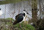 Australian White Ibis in the Australian Outback at the Curraghs Wildlife Park