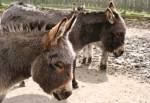 Donkeys in the Close Beg at the Curraghs Wildlife Park