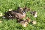 Ducks in the Close Beg at the Curraghs Wildlife Park