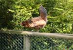 Chicken in the Close Beg at the Curraghs Wildlife Park