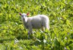 Lamb in the Close Beg at the Curraghs Wildlife Park