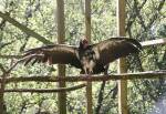 King Vulture at the Curraghs Wildlife Park