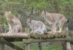 Northern Lynx in the European Marsh at the Curraghs Wildlife Park