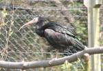 Waldrapp Ibis in the European Marsh at the Curraghs Wildlife Park