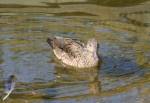 Meller's Duck in the Life on Islands at the Curraghs Wildlife Park