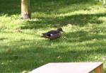 Duck in the Life on Islands at the Curraghs Wildlife Park