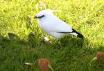 Bali Starling in the Life on Islands at the Curraghs Wildlife Park