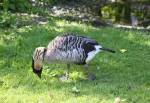 Hawaiian Goose in the Life on Islands at the Curraghs Wildlife Park