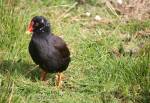 Gough Moorhen in the Life on Islands at the Curraghs Wildlife Park