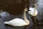 Trumpeter Swans in the North American Trail at the Curraghs Wildlife Park