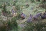 Mara in the South American Pampas Section of the Curraghs Wildlife Park