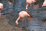 Flamingos in the South American Pampas Section of the Curraghs Wildlife Park