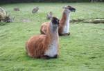 Guanaco in the South American Pampas Section of the Curraghs Wildlife Park