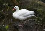 Coscoroba Swan in the South American Pampas Section of the Curraghs Wildlife Park