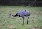 Rhea in the South American Pampas Section of the Curraghs Wildlife Park