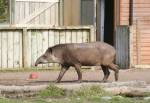 Brazilian Tapir in the South American Pampas in the Curragh Wildlife Park