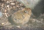 Degu in the South American Pampas Section of the Curraghs Wildlife Park