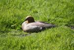 Ruddy headed Goose in the South American Pampas Section of the Curraghs Wildlife Park