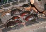 Red Eared Terrapin in the Ark at the Curraghs Wildlife Park