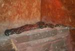 Boa Constrictor in the Ark at the Curraghs Wildlife Park