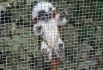 Cotton-Topped Tamarin in the Ark at the Curraghs Wildlife Park