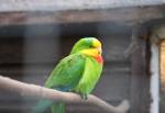Barraband Parakeet in the Ark at the Curraghs Wildlife Park