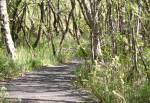 The Nature Trail in the Curraghs Wildlife Park